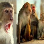 Angered monkeys